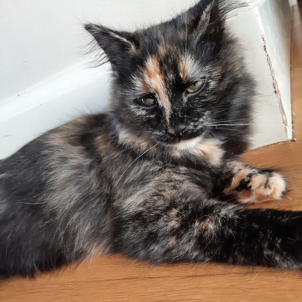 Meet your Posher, Nok